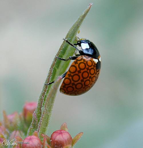 ladybird male female symbol