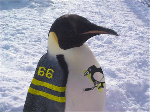 penguin life guard