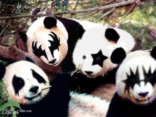 cool punk panda