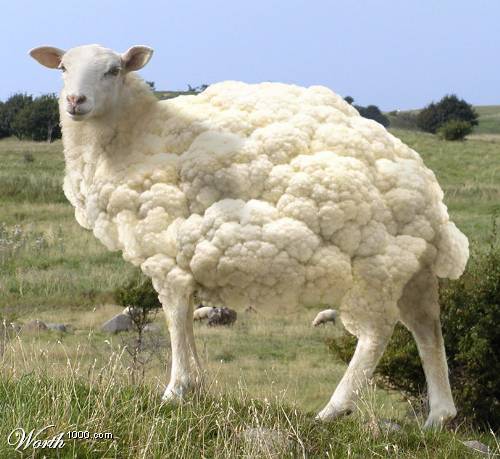 cauliflower sheep