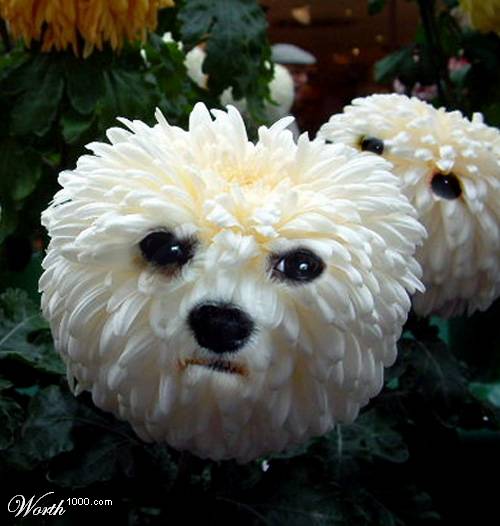daisy flower dog
