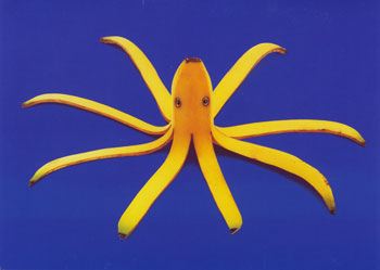 banana octopus
