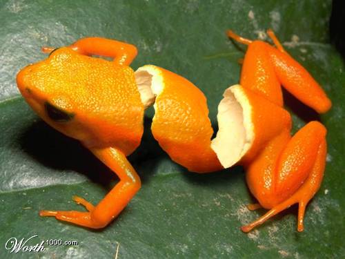 orange peel frog