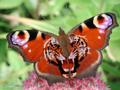 butterfly tiger