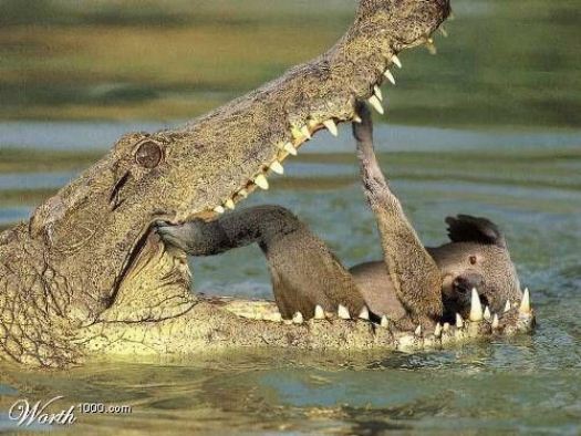 koala and aligator crocodile humor