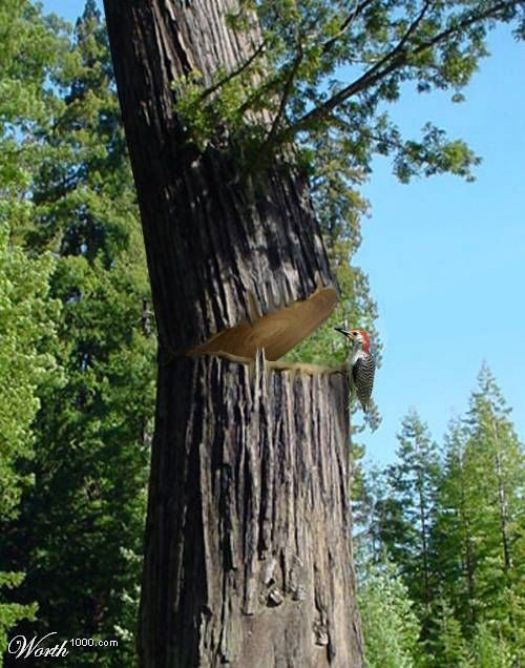 woodpecker and huge tree humor
