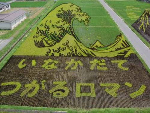 Japanese rice field art