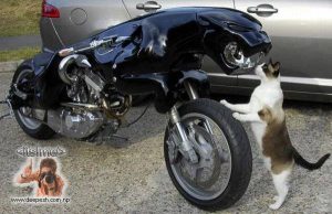 A cat check outs the strange looking creature (motorbike)