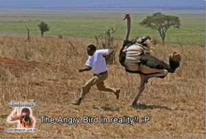 angry bird in reality ostrich chase man