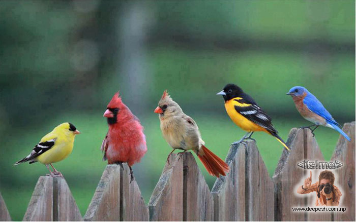 Inspiration of the angry birds