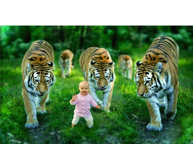 baby with tigers