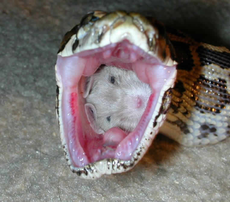 mouse swallowed by snake